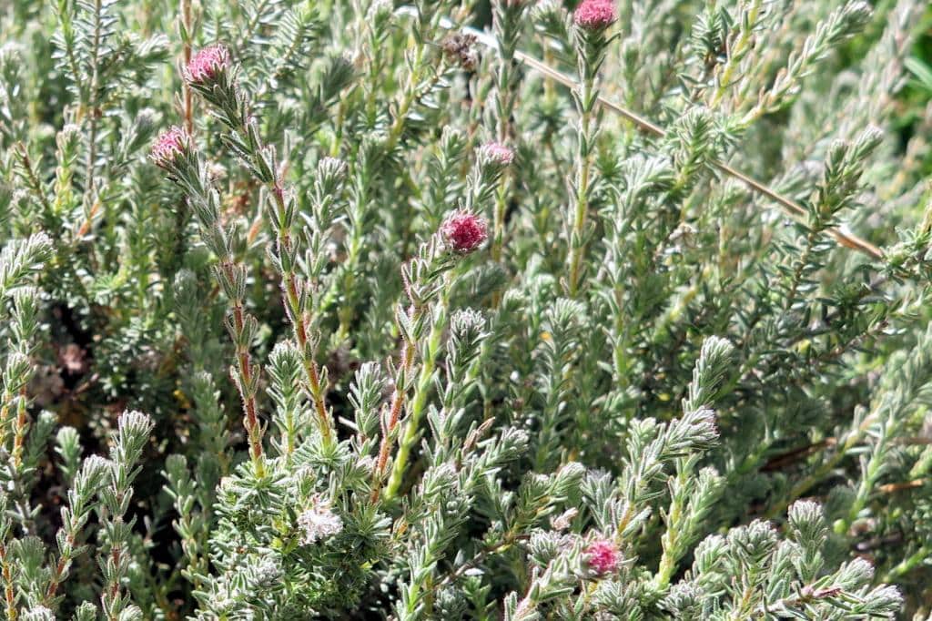 Imagen de Empetrum nigrum L. subsp. hermafroditum?