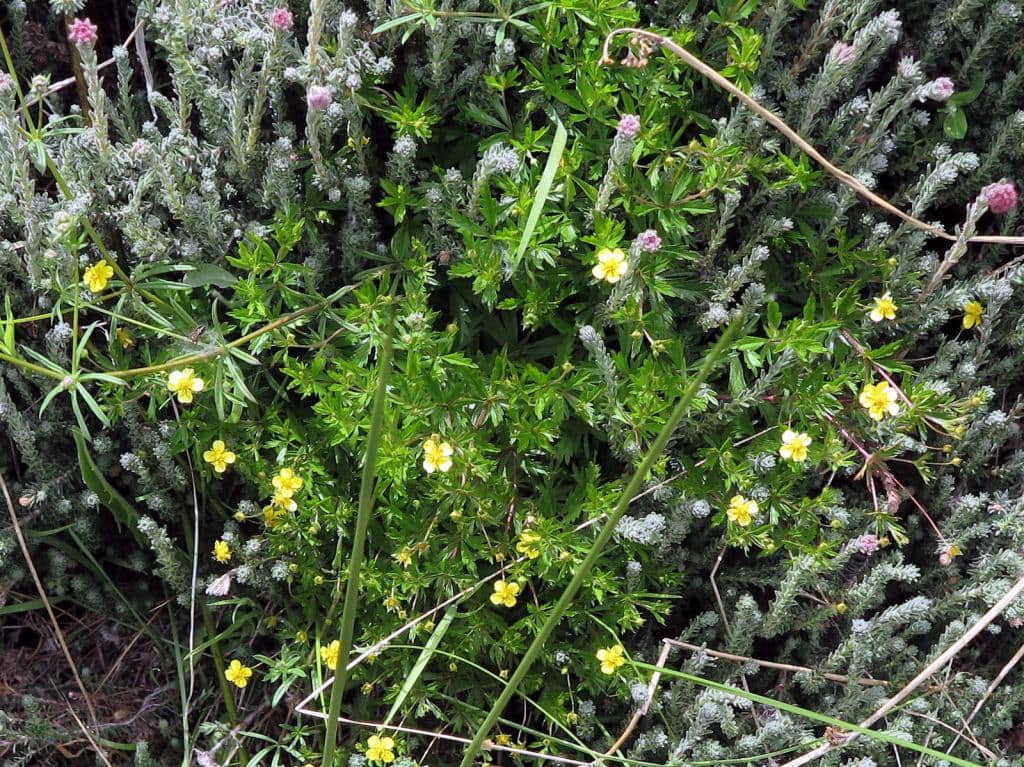 Imagen de Potentilla erecta ?