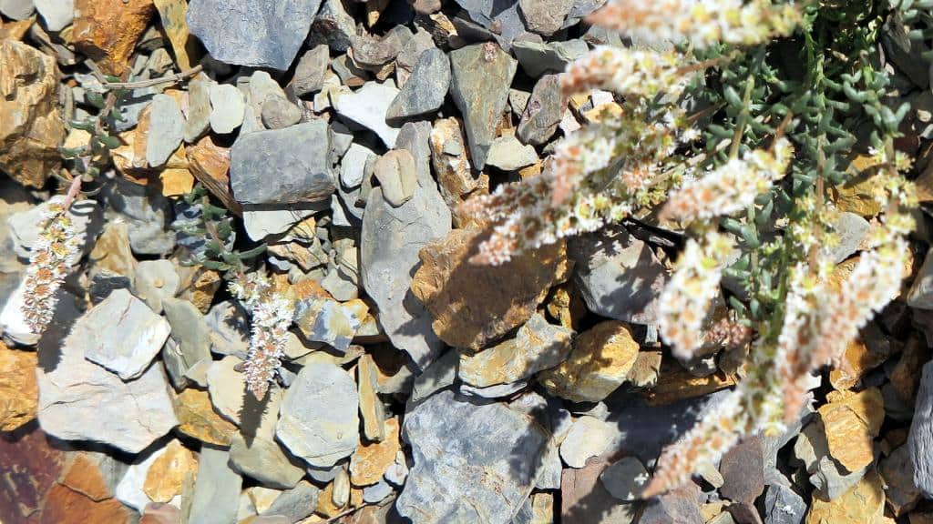 Imagen de Sesamoides minor (Lange) O. Kuntze