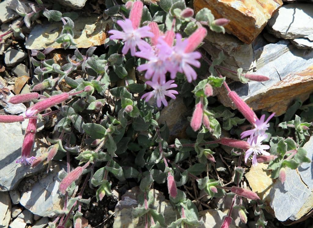 Imagen de Silene foetida Link. subsp. gayana Talavera