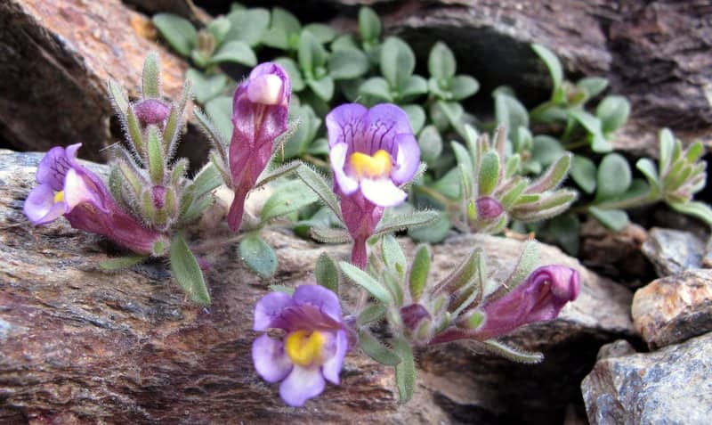 Imagen de Chaenorhinum glareosum (Boiss.) Willk.