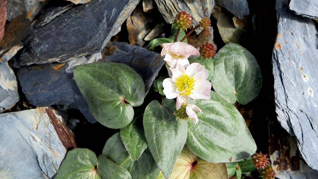 Imagen de Ranunculus parnassiifolius L. subsp. cabrerensis Rothm.