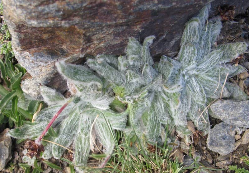 Imagen de Plantago nivalis Boiss.