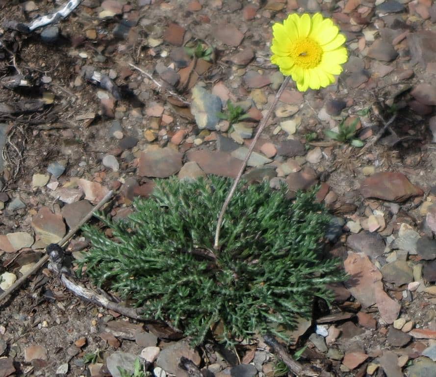 Imagen de Leucanthemopsis flaveola (Hoffmanns. & Link) Heywood