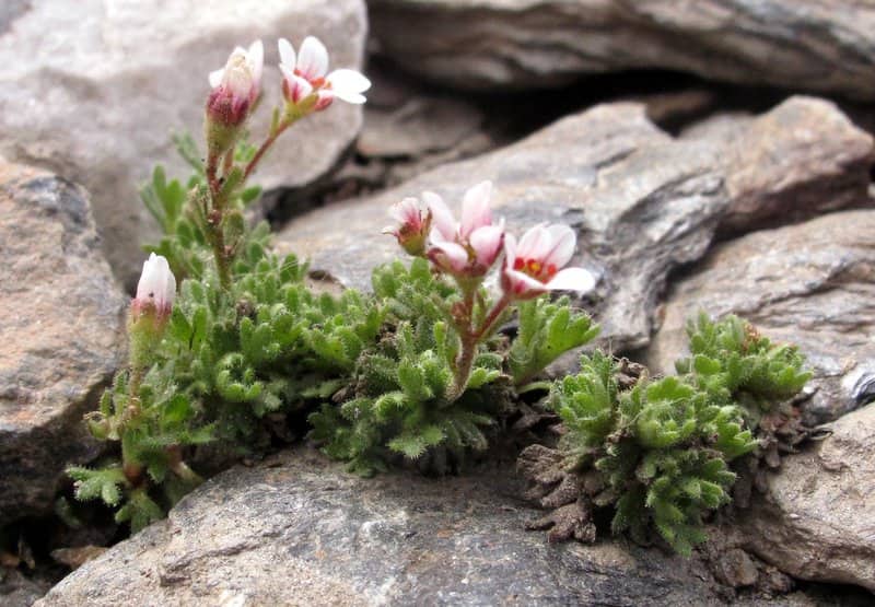 Imagen de Saxifraga nevadensis Boiss.