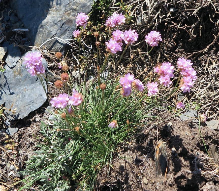 Imagen de Armeria ciliata (Lange) Nieto Fel.