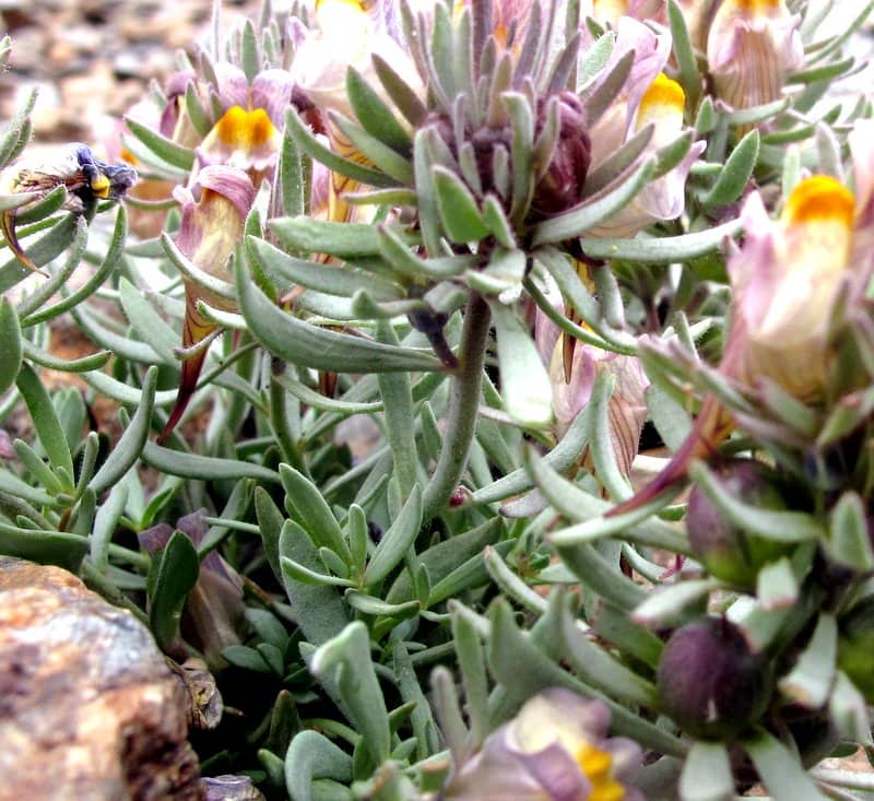 Imagen de Linaria glacialis Boiss.
