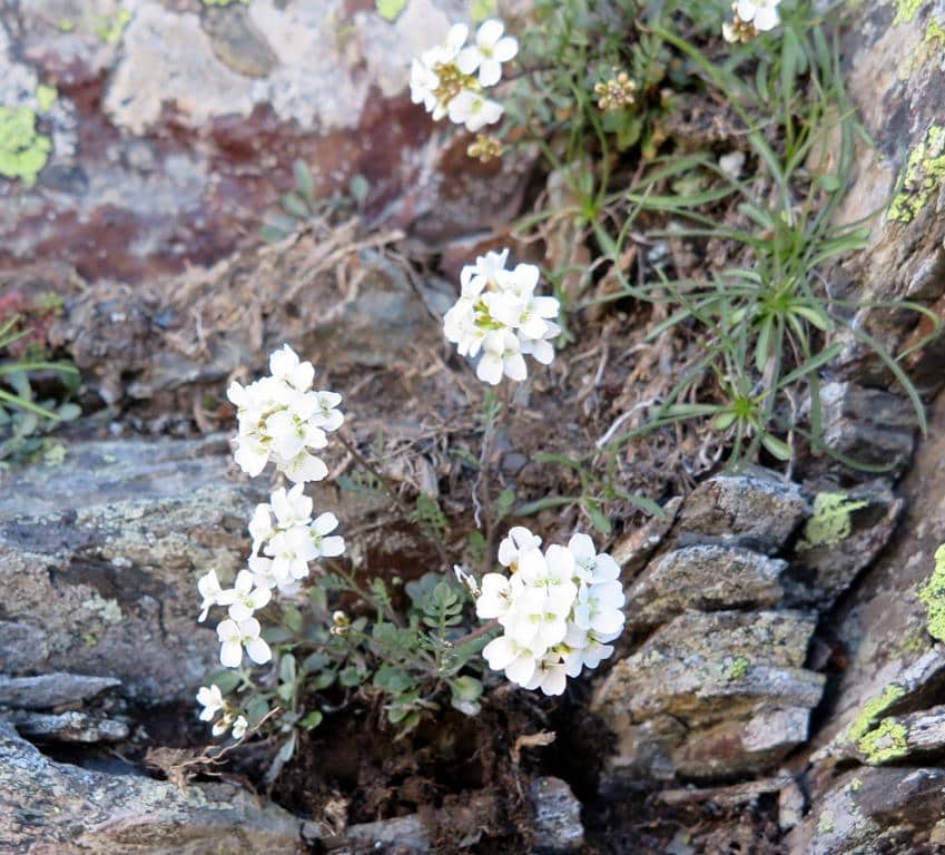 Imagen de Murbeckiella boryi (Boiss.) Rohtm.