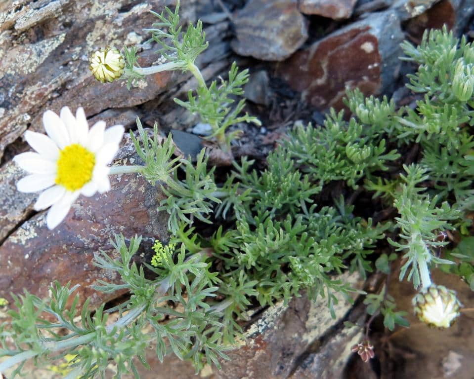 Imagen de Phalacrocarpum oppositifolium (Brot.) Willk. subsp. anomalum (Lag.) Vogt & Greuter