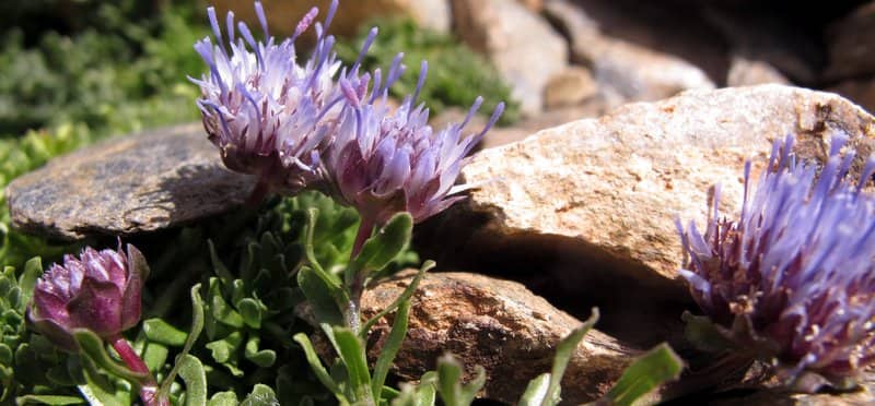 Imagen de Jasione crispa (Pourr.) Samp. subsp. tristis (Bory) G. López