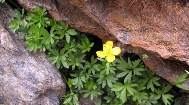 Imagen de Ranunculus demissus DC