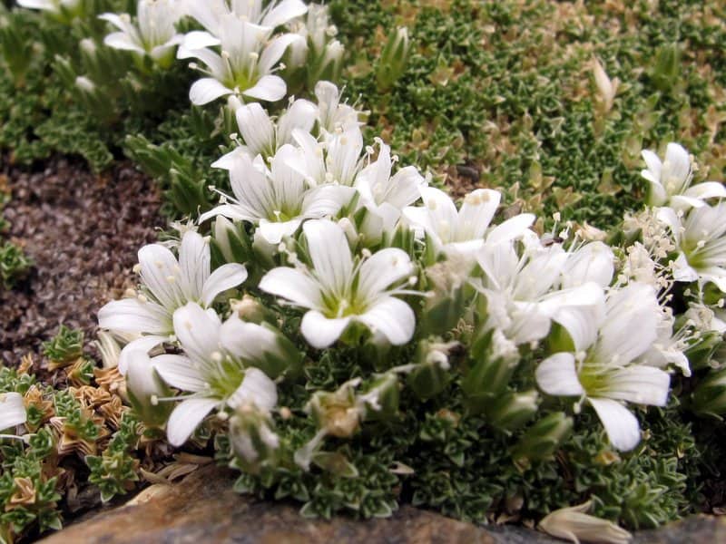 Imagen de Arenaria tetraquetra L. subsp. amabilis (Bory) H. Lindb.