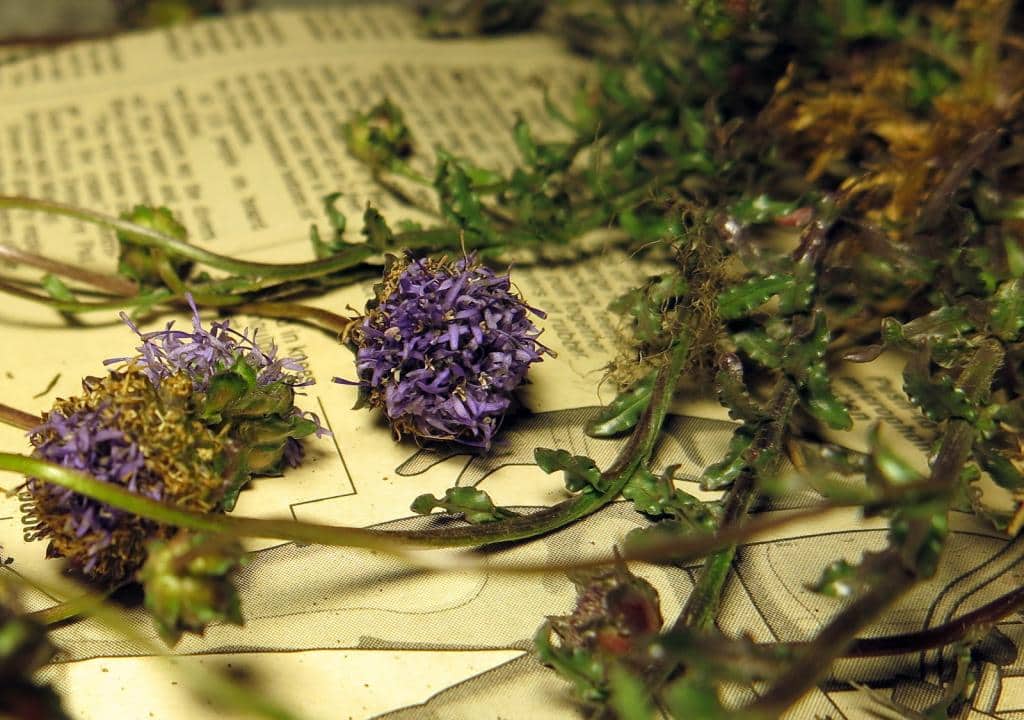 Imagen de Jasione crispa (Pourr.) Sampaio