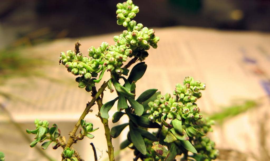 Imagen de Corrigiola telephiifolia Pourr.