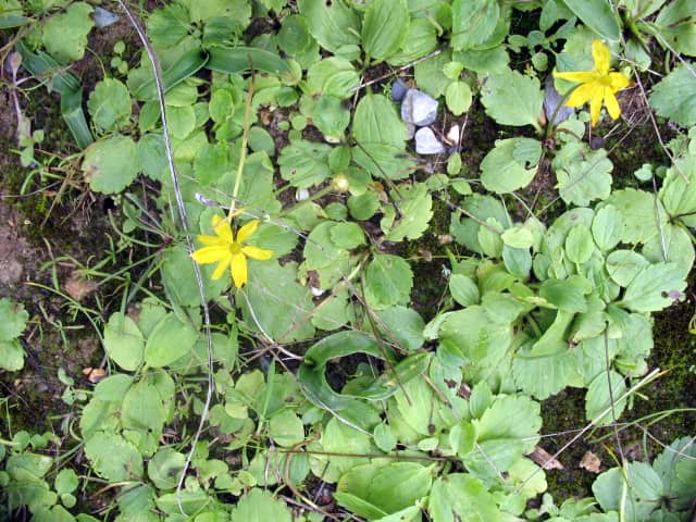 Imagen de Ranunculus bullatus L.