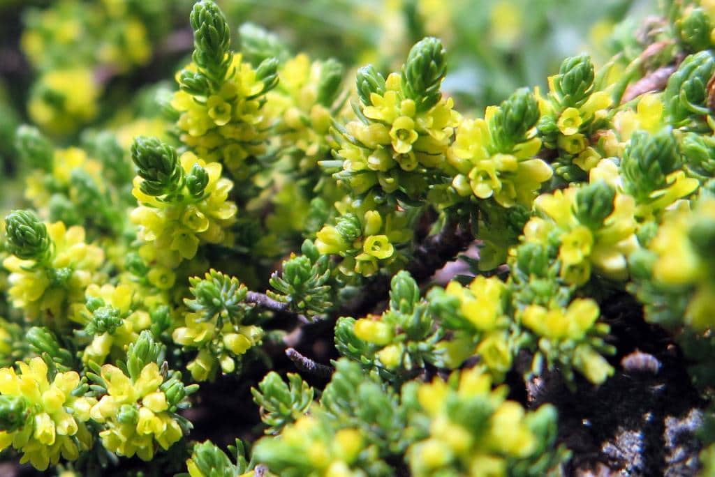 Imagen de Thymelaea coridifolia (Lam.) Endl. subsp. dendrobryum (Rothm.) M. Laínz