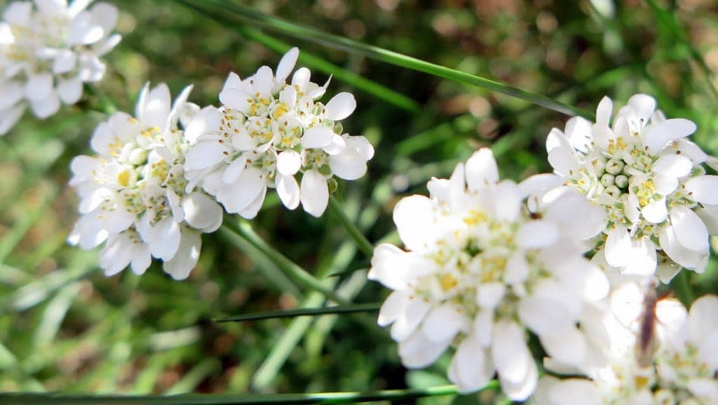 Imagen de Teesdaliopsis conferta (Lag.) Rothm.
