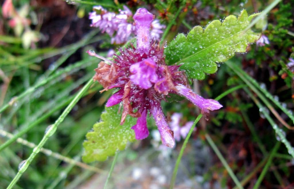 Imagen de Stachys sylvatica L.
