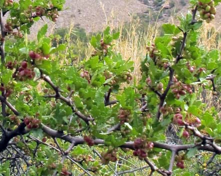 Imagen de Rhus tripartita DC