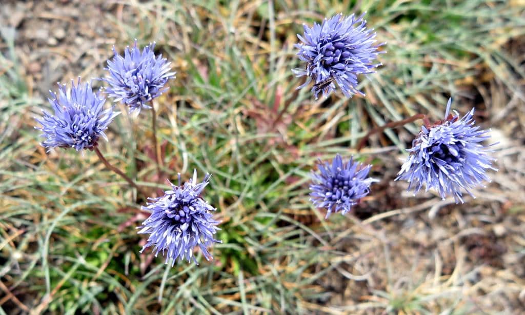 Imagen de Jasione laevis Lam. ?