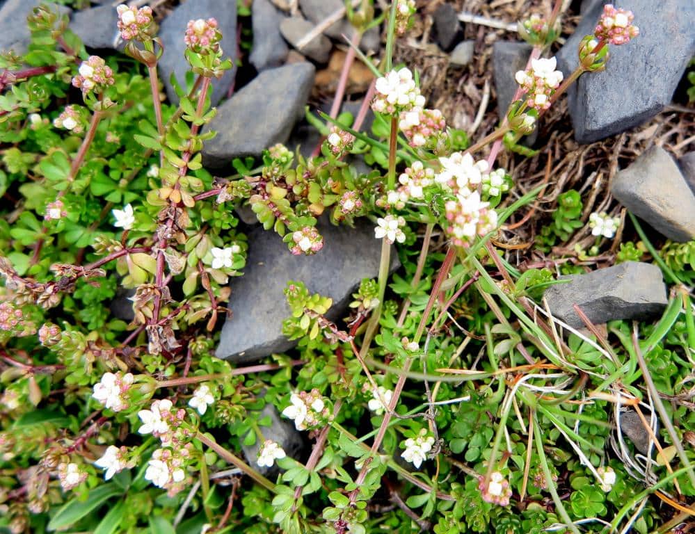 Imagen de Galium saxatile L.)