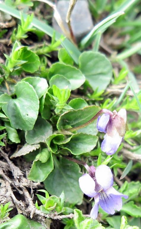 Imagen de Viola sylvestris Lam