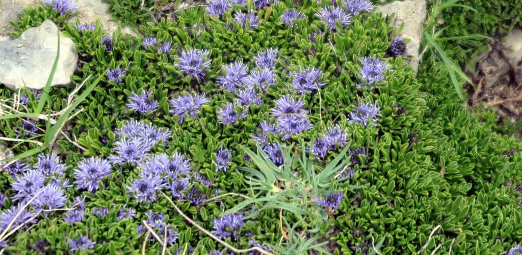 Imagen de Globularia repens Lam.