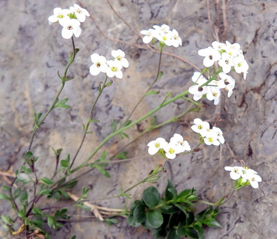 Imagen de Pritzelago alpina (L.) Kuntze subsp. auerswaldii (Willk.) Greuter & Burdet
