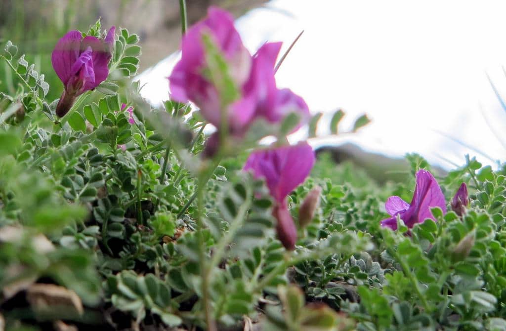 Imagen de Vicia pyrenaica Pourr.