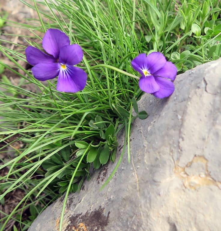 Imagen de Viola bubanii Timb. - Lagr.