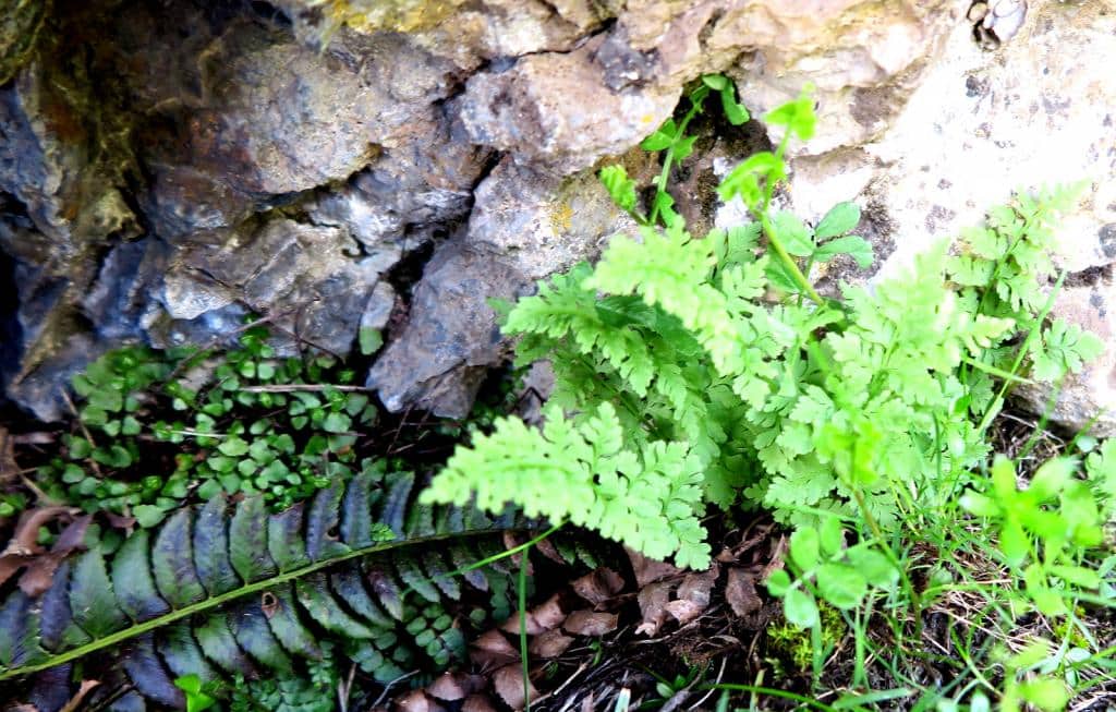 Imagen de Cystopteris fragilis??