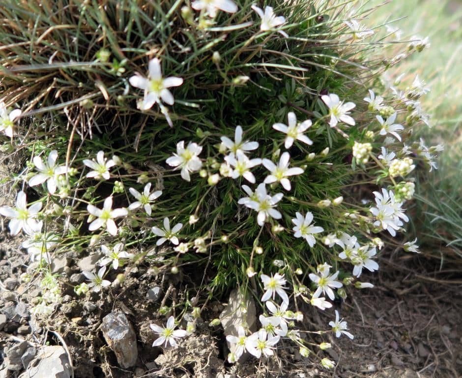 Imagen de Arenaria grandiflora)