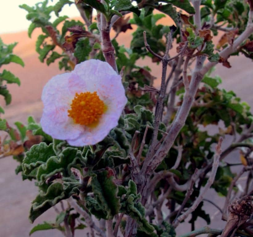 Imagen de Cistus crispus L.