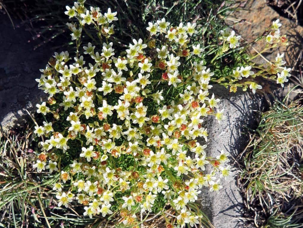 Imagen de Saxifraga moschata Wulfen