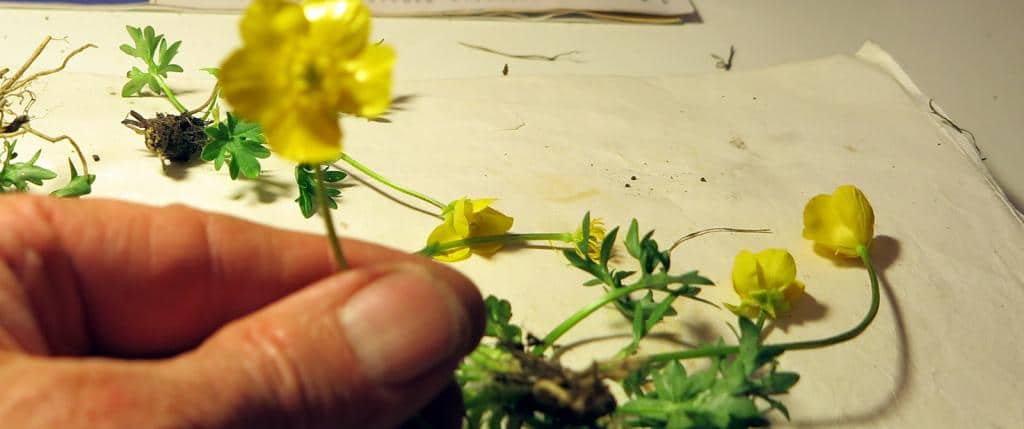 Imagen de Ranunculus bulbosus L. subsp. castellanus (Boiss. & Reut. ex Freyn) P.W. Ball & Heywood