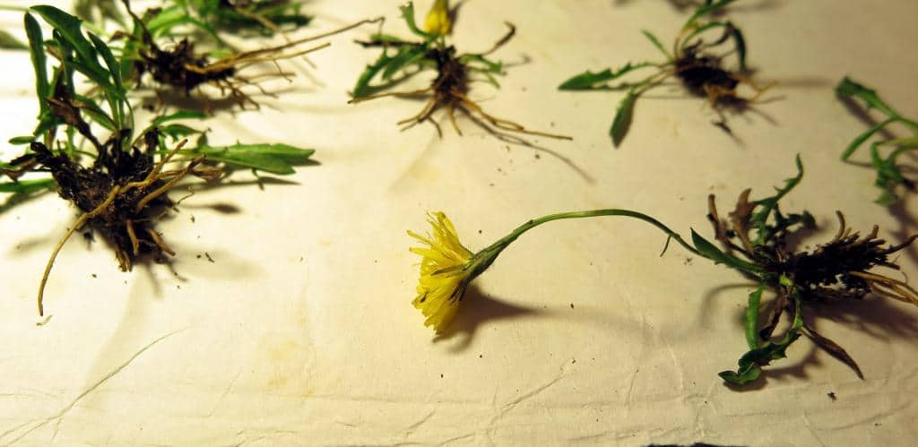 Imagen de Scorzoneroides cantabrica (Widder) Holub