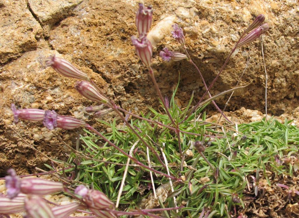 Imagen de Silene (scabriflora)