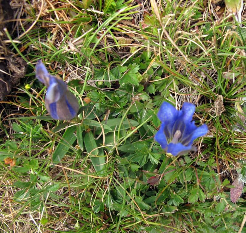 Imagen de Gentiana pneumonanthe L.