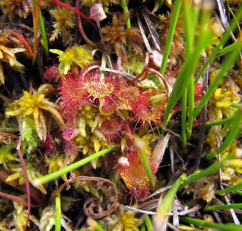 Imagen de Drosera rotundifolia L.