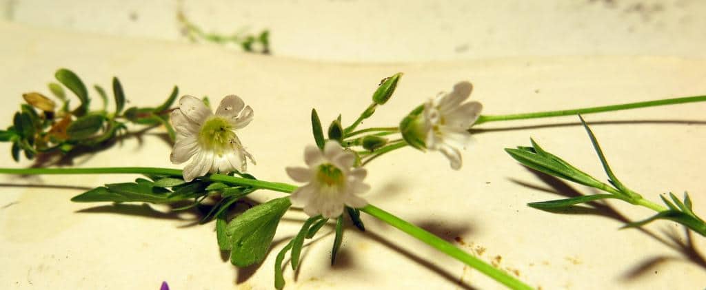 Imagen de Cerastium arvense L. ))