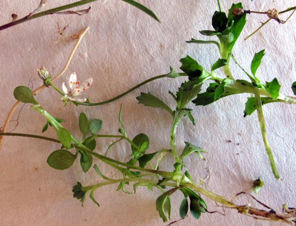 Imagen de Saxifraga stellaris L.