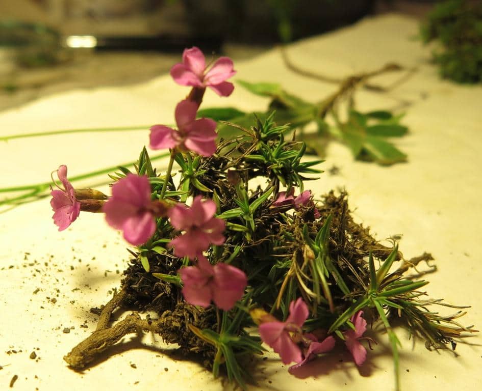 Imagen de Dianthus brachyanthus)))