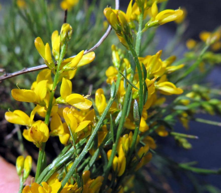 Imagen de Genista micrantha Gómez Ortega