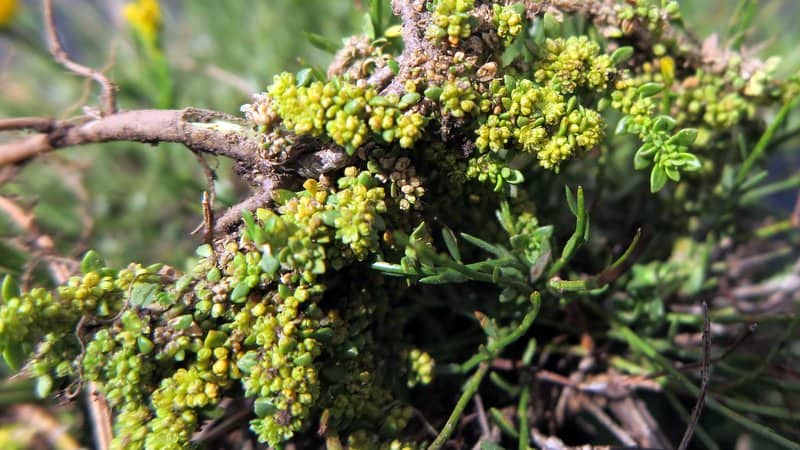 Imagen de Sedum album?