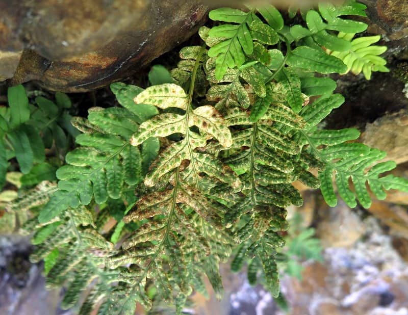 Imagen de Polypodium vulgare L.