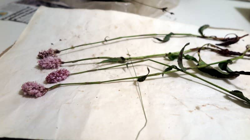 Imagen de Polygonum bistorta L.