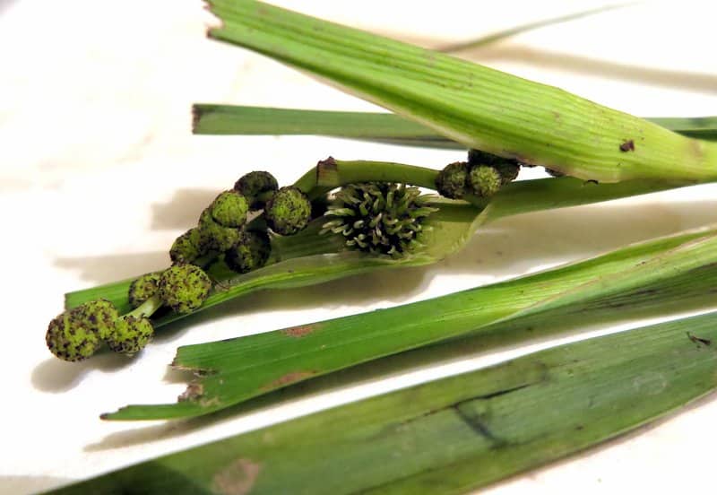 Imagen de Sparganium erectum L. ?