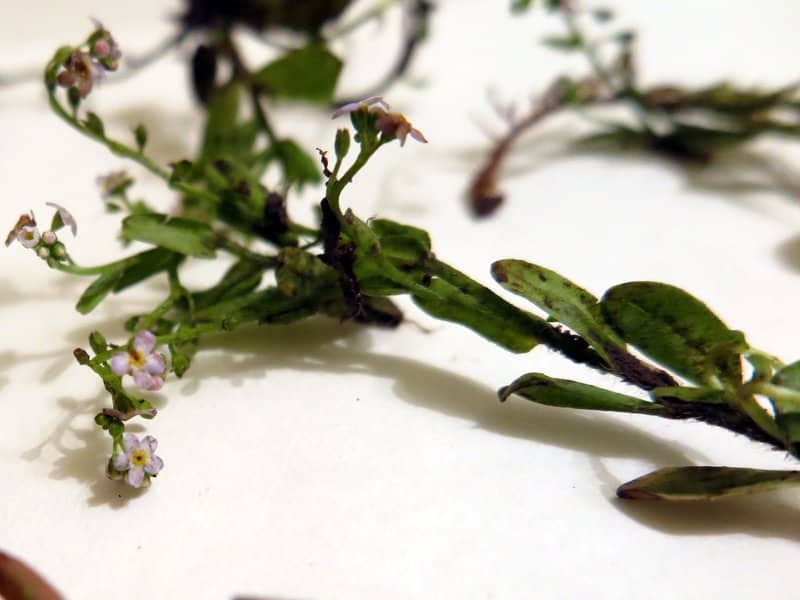 Imagen de Myosotis stolonifera (J. Gay ex A. DC.) Leresche & Levier