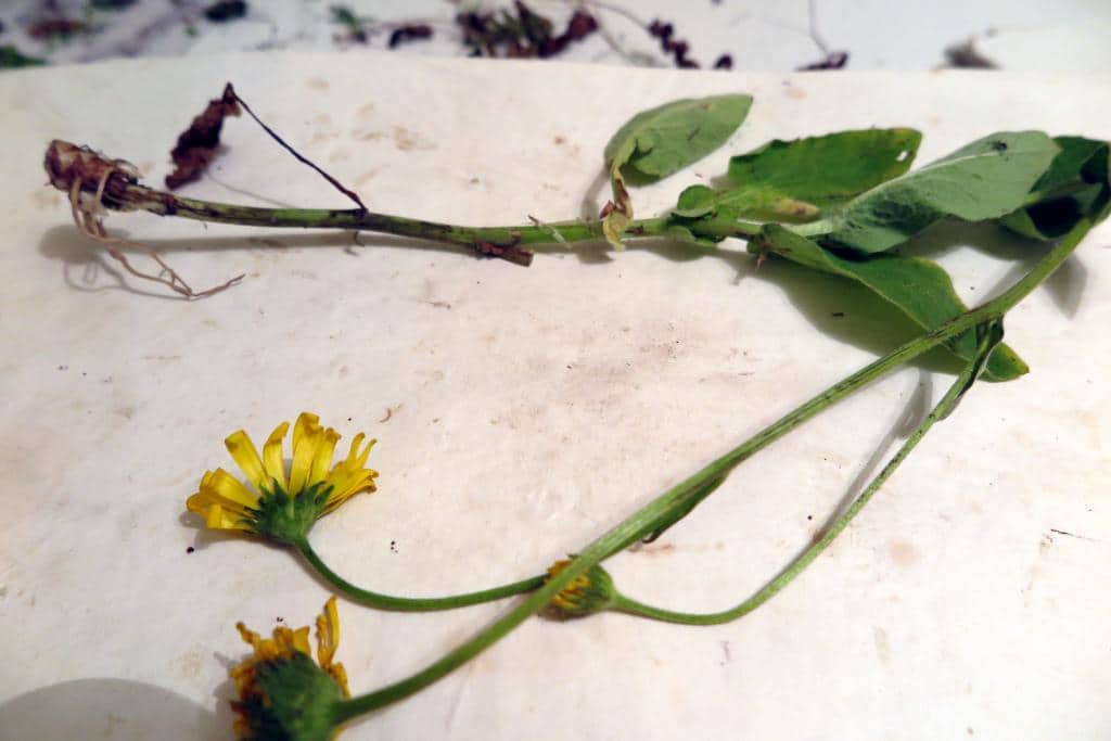 Imagen de Doronicum carpetanus Willk. subsp pubescens (Pérez Morales & al.) Aizpuru