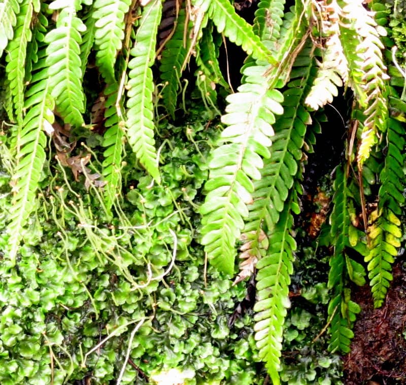 Imagen de Blechnum spicant (L.) Roth.